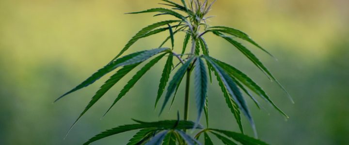 Achat de Cannabis légal, Montreux
