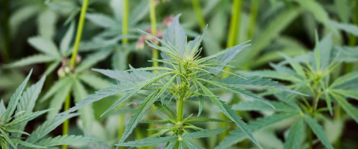 C’est quoi le Cannabis Sativa à Montreux?